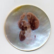 MOP - Springer Spaniel