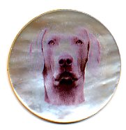 MOP - Weimaraner